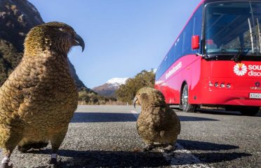 Southern DiscoveriesMilford Sound Coach & Cruise