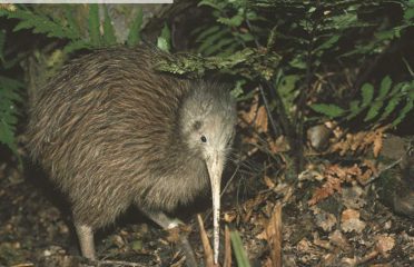Kiwi Birdlife Park – Private Tour